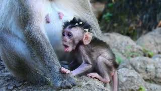 Babette new born baby gate milk cute vute... Monkey cute LL