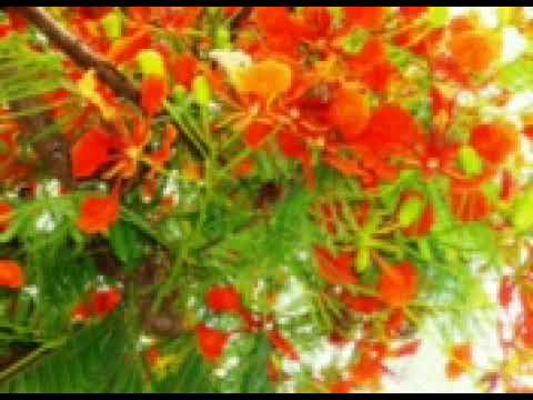 Herminio Gimenez_ alto parana