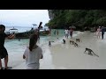 Monkeys stealing from tourists boat in Monkey beach Thailand / ประเทศไทย