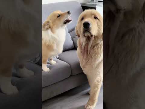 Funny and cute dogs compilation#funnydogs#cute#doglover#doglife#cure#dogshorts#pet#doglife#dogshorts