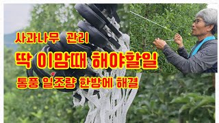 사과나무 관리 사과비대기 꼭 해야할일 일조량 통풍 한바에 해결하기