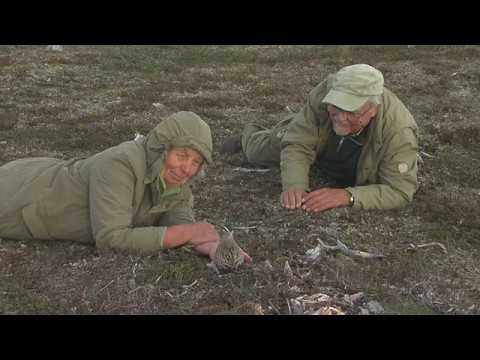 Ein wilder Vogel brütet auf der Hand