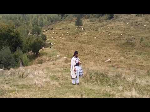 Poenile Arinisului Straja Bacau Dacia Romania.