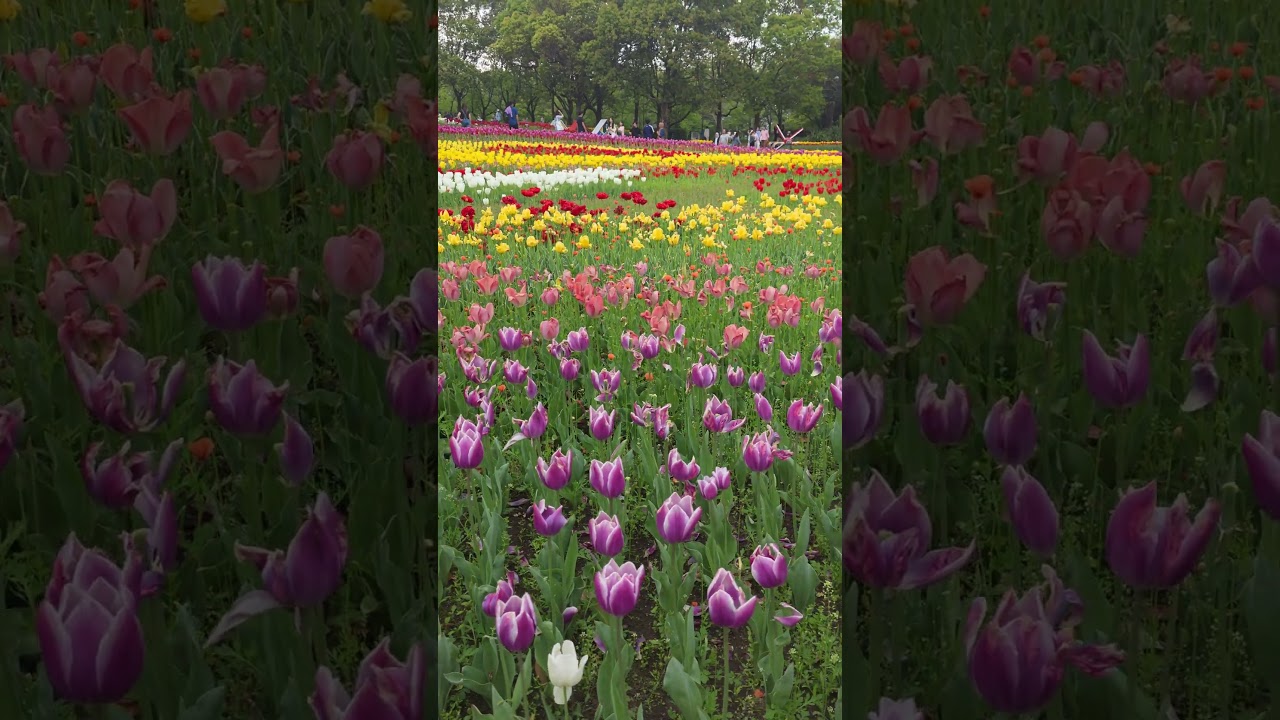 Millions of Tulips Blooming in Japan 🌷 #shortsfeed #tulips #tulipseason #japan