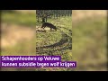 Schapenhouders op Veluwe kunnen subsidie tegen wolf krijgen