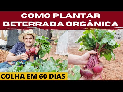 COMO PLANTAR E COLHER BETERRABA ORGÂNICA NA SUA HORTA EM APENAS 6 PASSOS. DA SEMENTE A COLHEITA Ep50