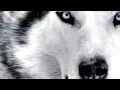 «одинокий волк» под музыку Шансон - Одинокий волк 