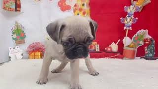 パグの動画01