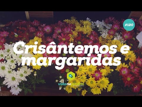 Chrysanthemums and Daisies #120