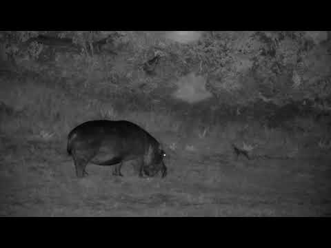 Djuma: Hippo grazing then goes back in the dam - 00:50 - 01/20/2023