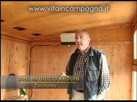 Se laringa con vermi è possibile mangiare Da vermi per galletti