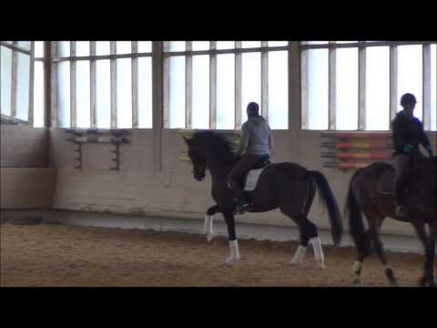 Da Luna piena SB (Desperados FRH x Sandro Hit x Donnerhall): Training January 2014