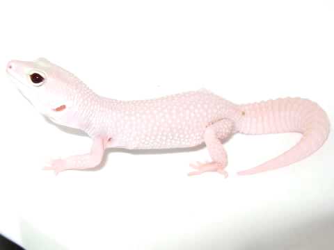 YouTube Video JehyTU9Rpbk