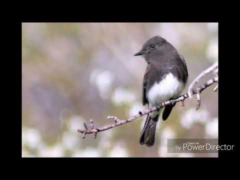 Silsilpak - Patti Potts Doi