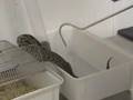Venom Extraction from Guyana Rattlesnake at KRZ ...