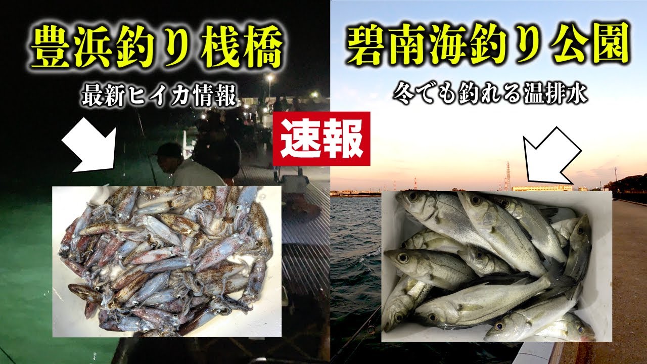 【豊浜vs碧南】今行くならどっち？好調なヒイカと温排水の最新釣果を解説‼︎
