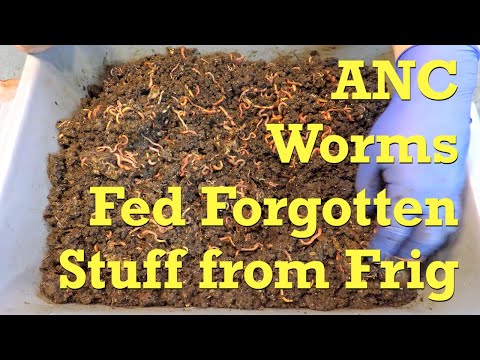 'Bottom-of-drawer' frig stuff fed to ANC worm bins - vermicompost