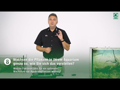 JBL TV #8: Wachsen die Pflanzen in Ihrem Aquarium genau so, wie Sie sich das vorstellen?