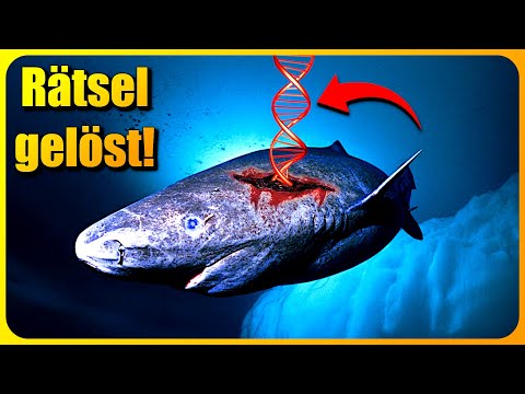 Forscher enthüllen, warum dieser Hai 500 Jahre alt wird!
