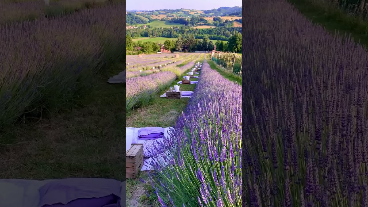 The prettiest lavender fields in italy 💮(beautiful places)