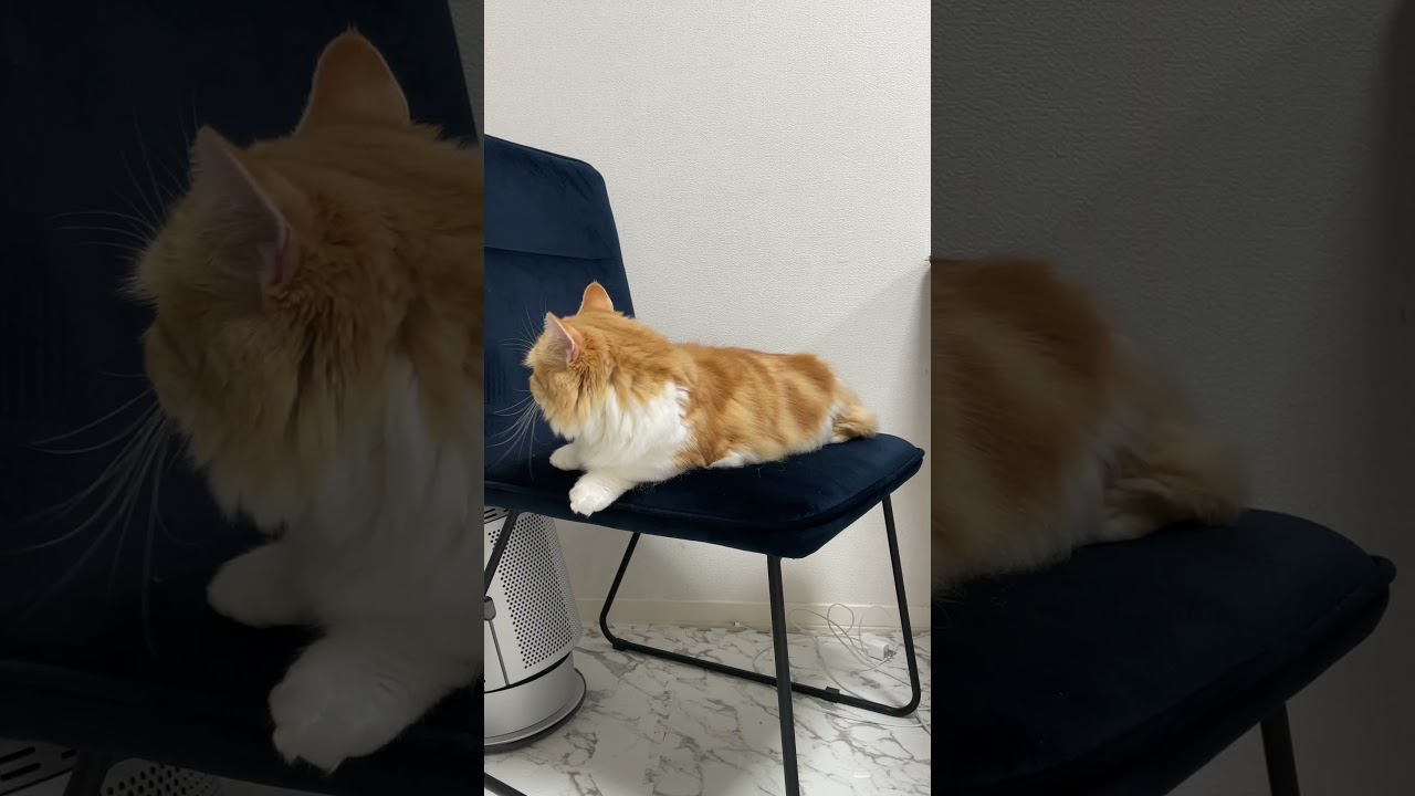飼い主に椅子を譲ってくれる優しい猫#Shorts