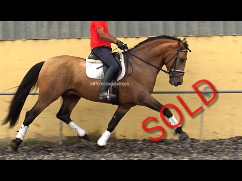 **SOLD** | Buckskin Andalusian PRE Stallion 2016 - 1,73 m | #MP464