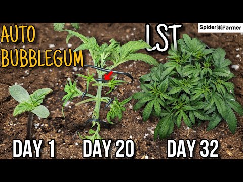 So ziehe ich E4-Bubblegum Auto an – LST, Entlaubung, Bewässerung, Licht – Spiderfarmer SF4000