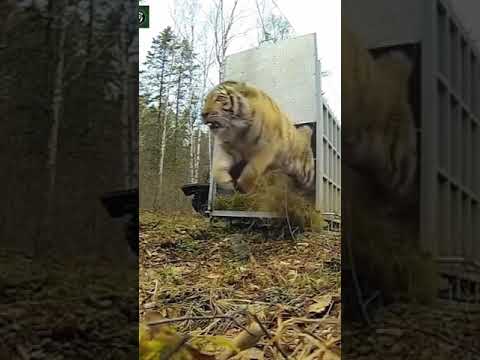 Siberian Tiger Releasing in Forest