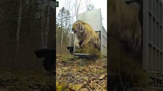 Download lagu Siberian Tiger Releasing in Forest mp3 Download lagu Siberian Tiger Releasing in Forest mp3
