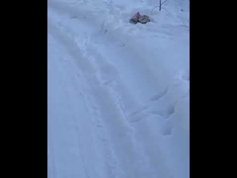 В Якутск забрела косуля и застряла в ограде В Якутск забрела косуля и застряла в ограде