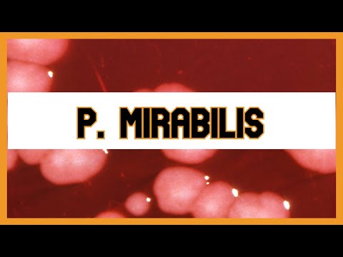 Proteus Mirabilis