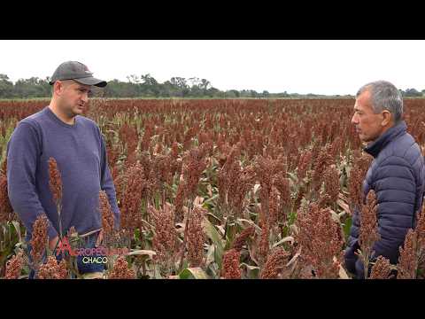 Cultivo de Sorgo - Coronel Du Graty Chaco - Ing. Agr. Gabriel Terhes.
