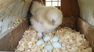 SILKY JAPAN SILKIE
