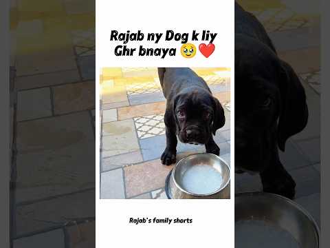 Rajab ny Dog k liy Ghr bnaya 🥹❤️#rajabfamily #viralvideo