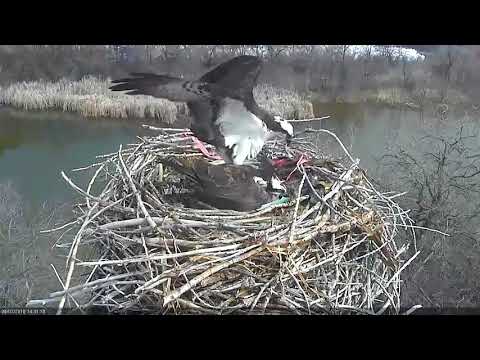 2018 04 07 Mating - Boulder County Osprey Cam