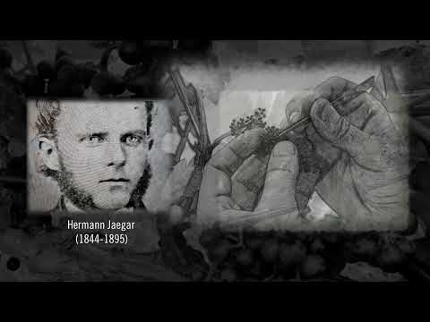 Wine Class: The History of Phylloxera