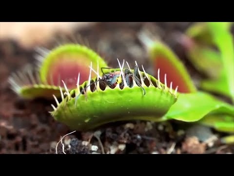 10 Plants That EAT Animals