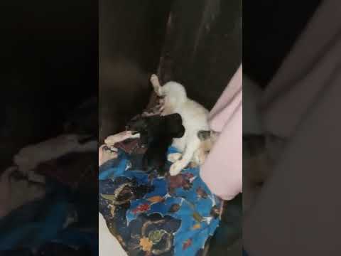 cat eat her own child placenta right after born 😲