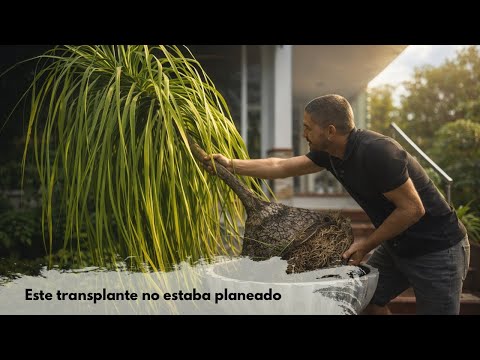 When you think you've already transplanted correctly… and you have to do it again | Palma pony