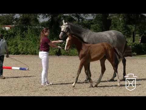 SL113 Stutfohlen von Million Dollar - Catoki - Exorbitant xx