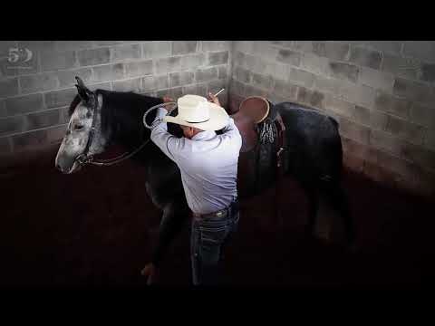 CARMELO MARTINEZ Y CARBONERO EXPLICACIÓN DE RIENDA