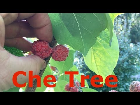 Che Tree Cudrania tricuspidata Chinese Mulberry Mandarin Melon Berry