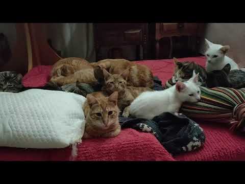 Cat gang and the dogs wish you good night!!!
