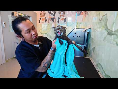 Leo tries to Intimidate me with his Hissing and Growling 😹