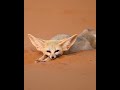 Incredible Desert Fox Explore Animals Cute Fox
