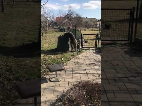 #irishwolfhound Najvacsi skodca nasej zahrady 😃 Dayra Dacia N.