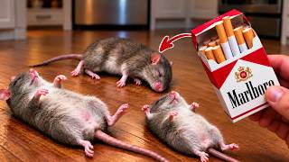 Stop Buying Rat Poison! Genius Tricks to Get Rid of Mice and Rats in Just Minutes