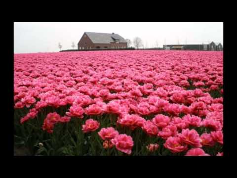 MILLION  DE  ROSES  !