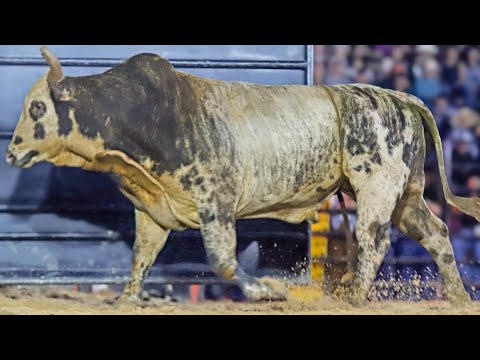 FINAL EM TOUROS - Rodeio de AURIFLAMA 2025 (Oficial 4K)