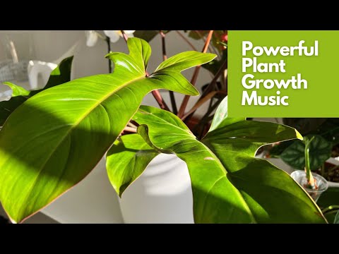 Powerful Plant Growth Music: Frequencies for Healthy and Happy Plants
